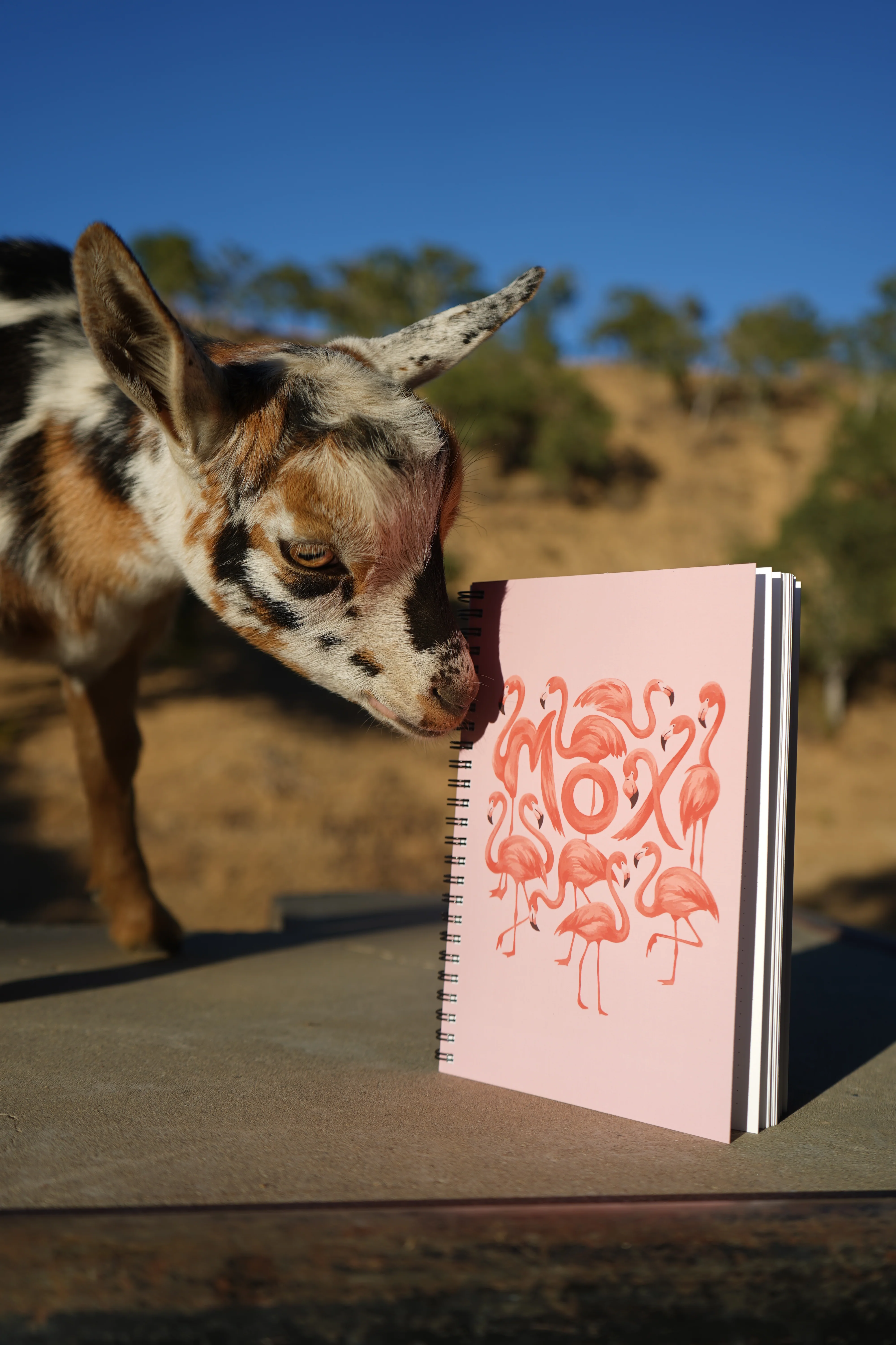 Moxi Flamingo Trick Book - Image 3